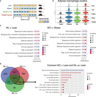 Weight cycling induces innate immune memory in adipose tissue macrophages